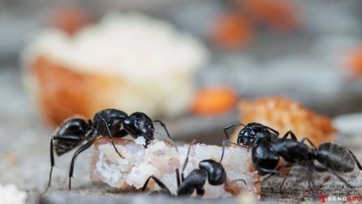 How to identify types of ants