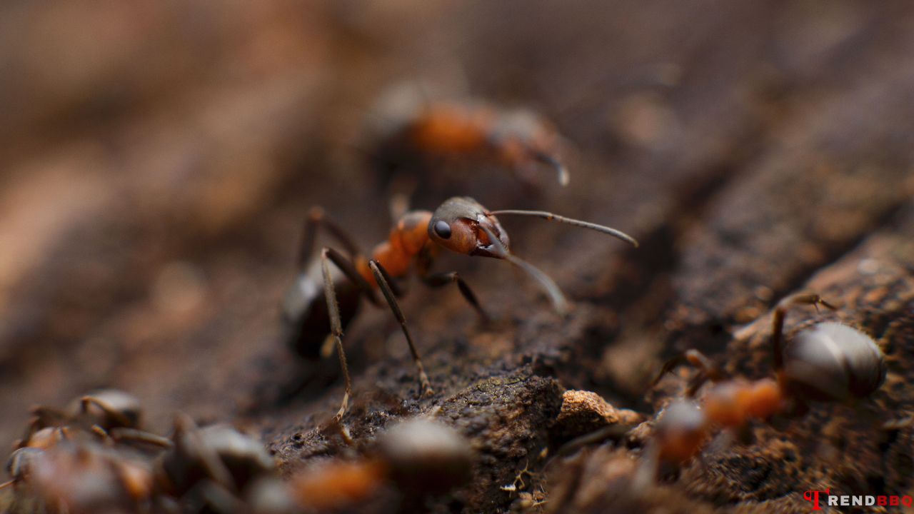 How to keep ants out of house