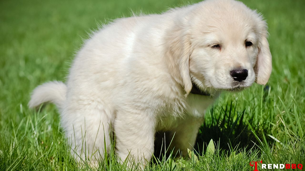 How to Potty Train a Puppy in 4 Steps