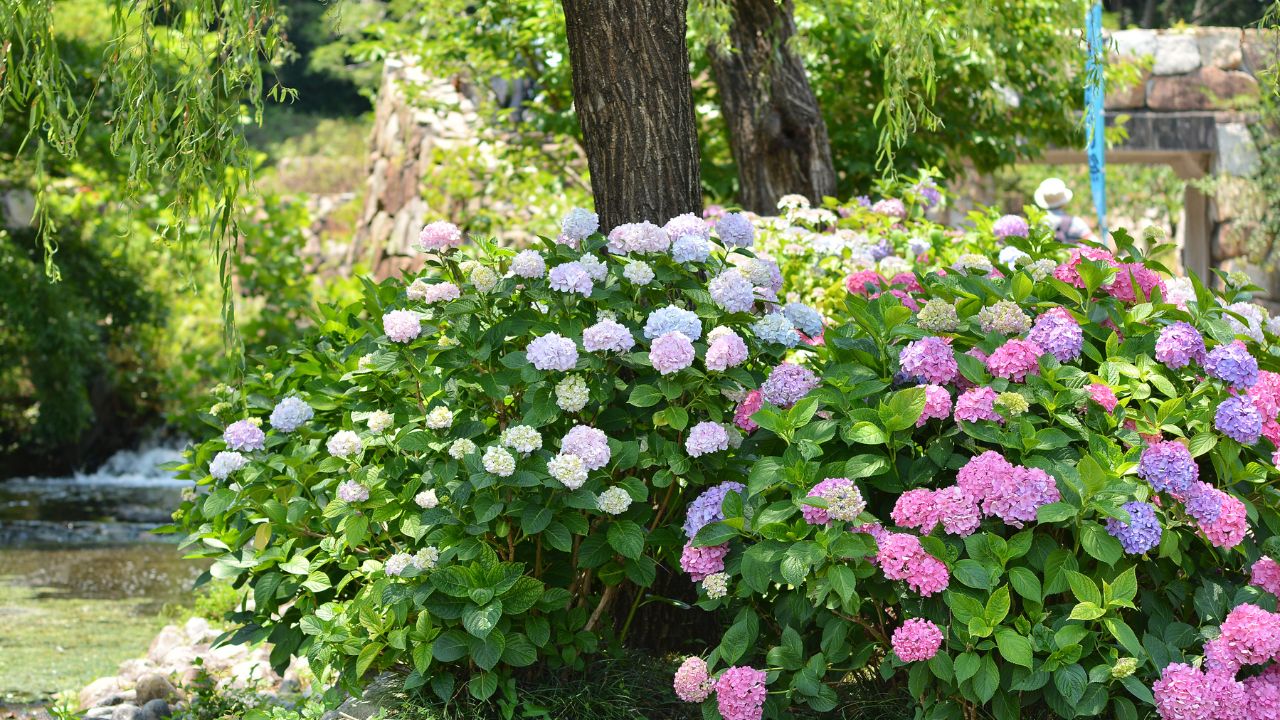 How to Propagate Hydrangeas by Ground Layering