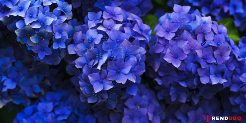 How to Propagate Hydrangeas: A Simple and Fun Guide