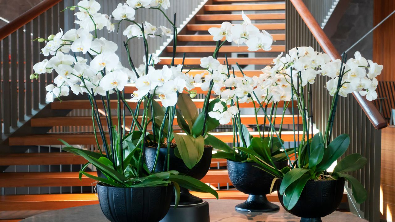 Choose the Right Orchid for Your Home