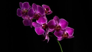 How to Care for Orchids: A Beginner’s Guide