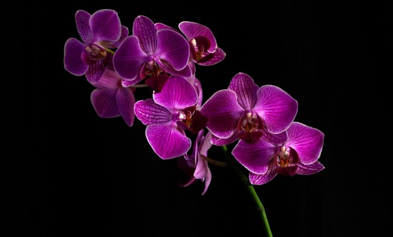 How to Care for Orchids: A Beginner’s Guide