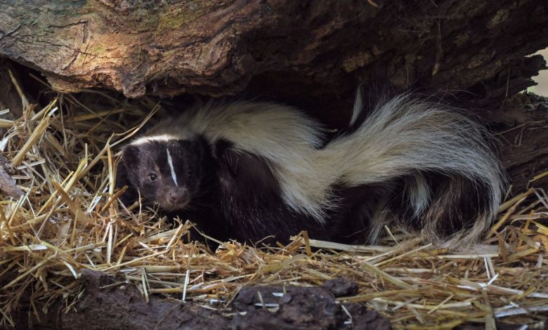 How to Keep Skunks Away from Your House and Yard