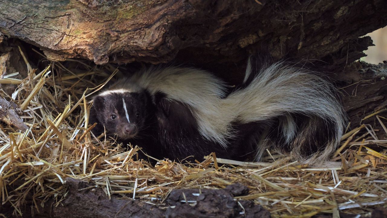 How to Keep Skunks Away from Your House and Yard