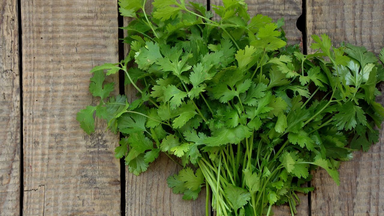How to Store Cilantro by Drying