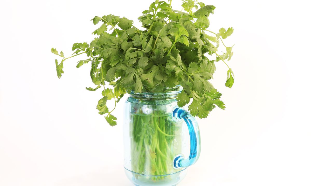 How to keep cilantro fresh