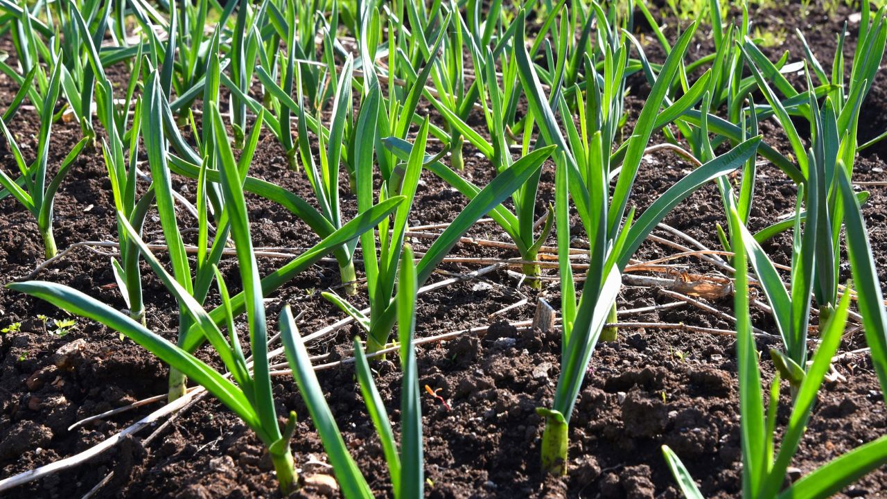 Caring for Garlic Plants - How to plant garlic