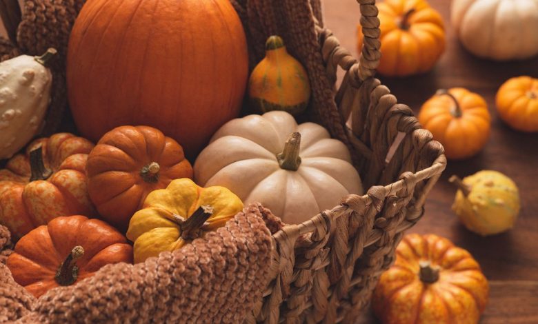 How to Grow Pumpkins: A Guide for Beginners