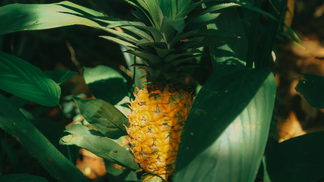 How to Pick the Perfect Pineapple